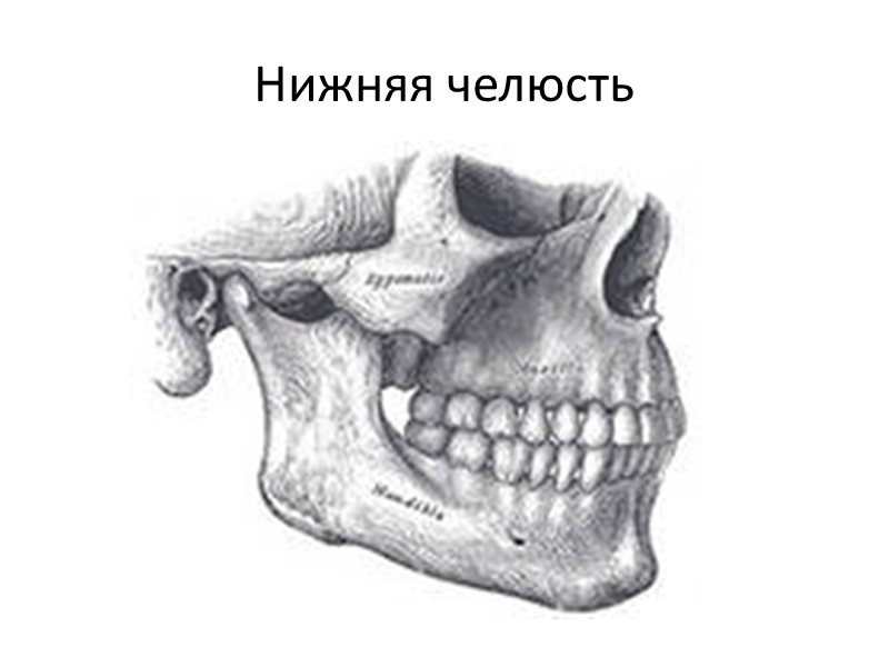 Нижняя челюсть